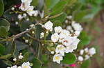 春花
