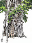 大树根
