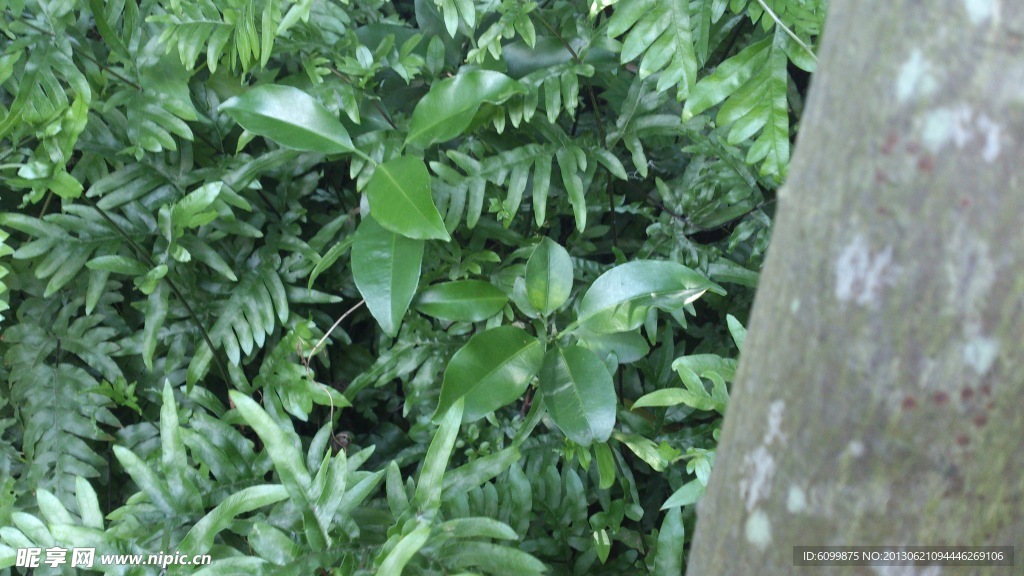 树林