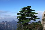 黄山松