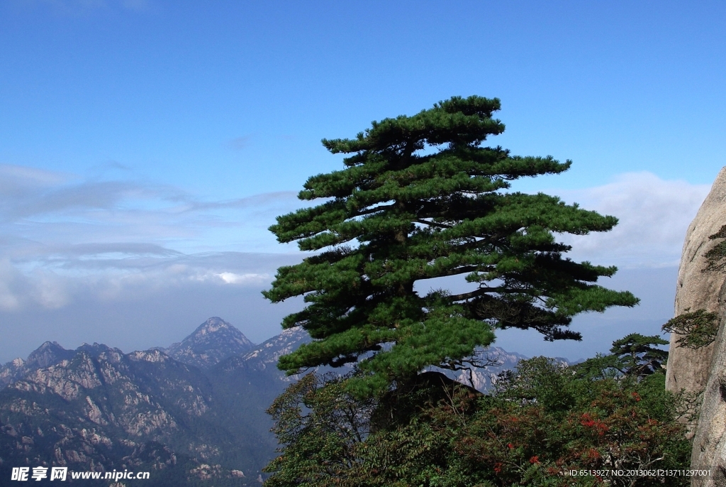 黄山松