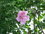木槿