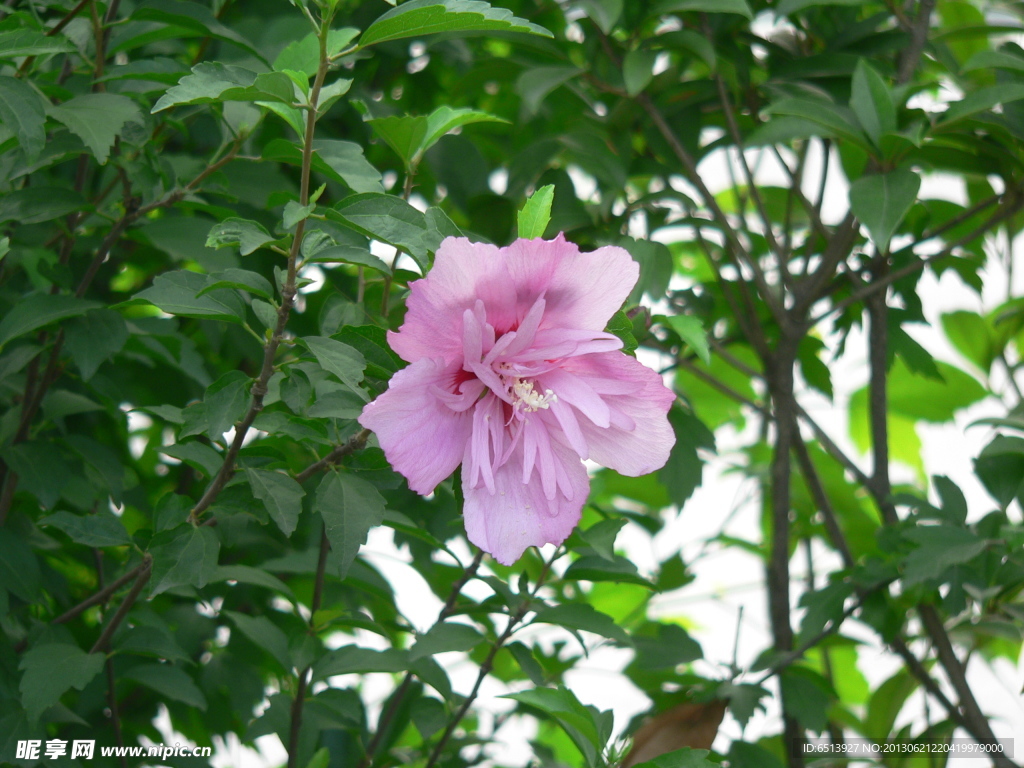 木槿