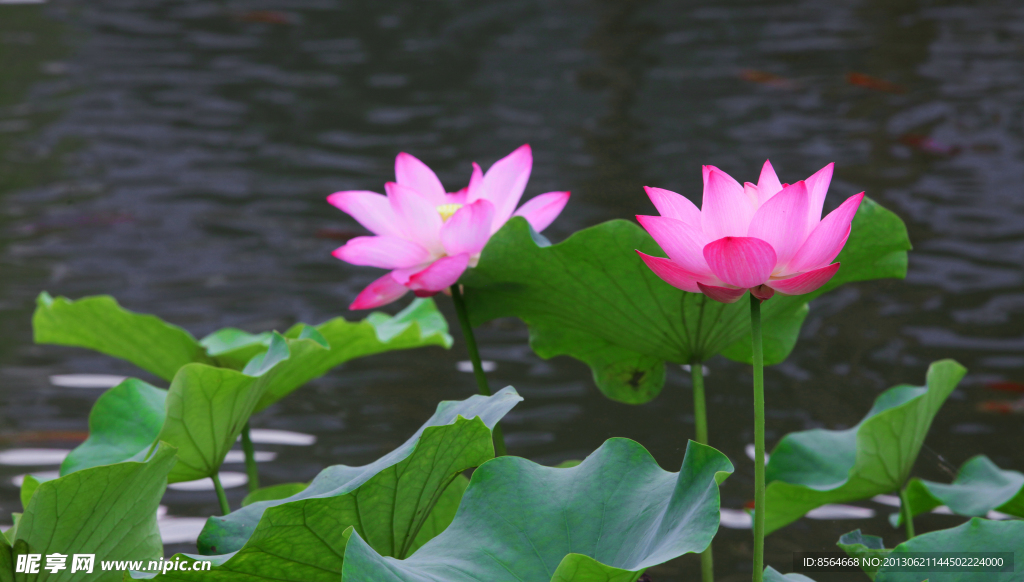 荷花莲花