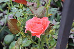 玫瑰花