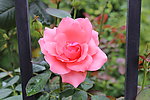 玫瑰花