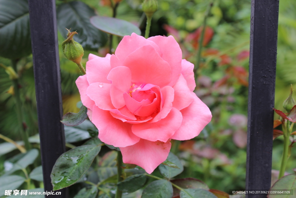 玫瑰花