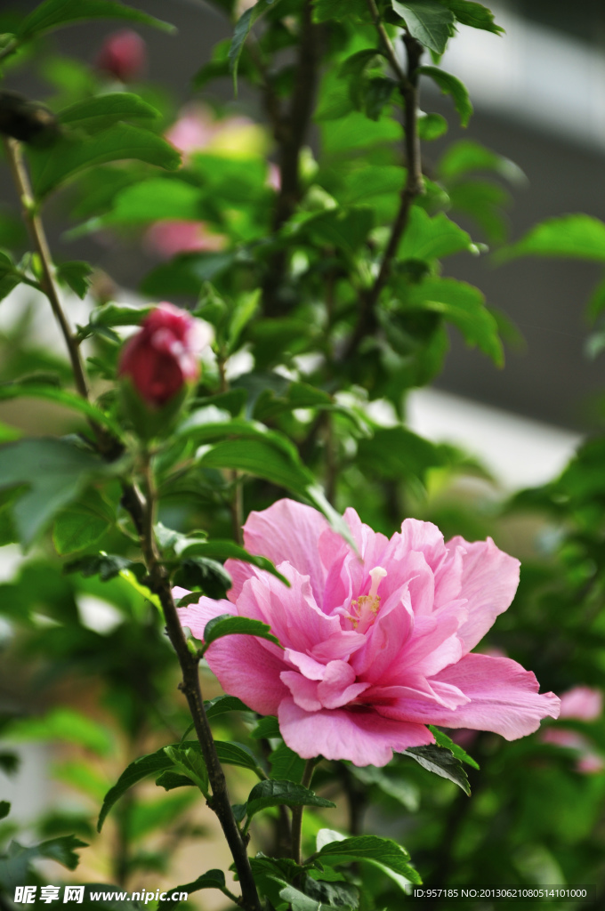 木槿