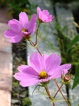 波斯菊