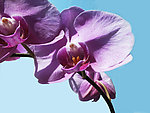 蝴蝶蓝花