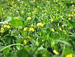 小黄花