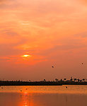 夕阳红