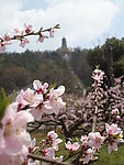 风景桃花