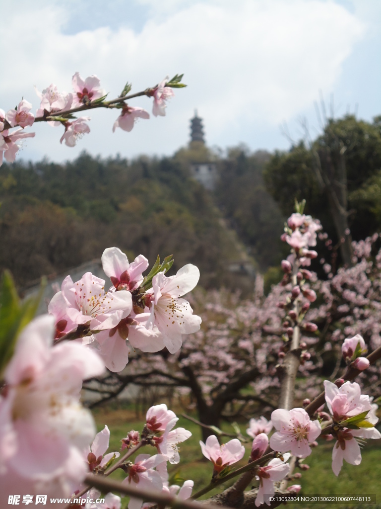 风景桃花