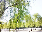 杨柳
