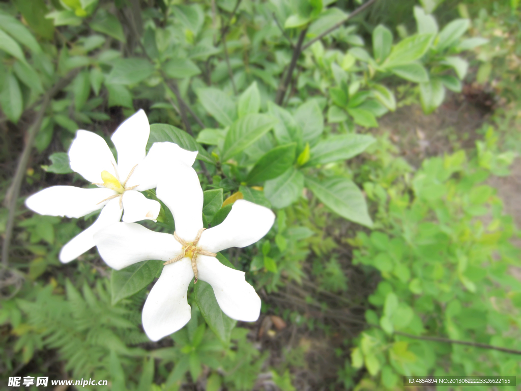 野花栀子花