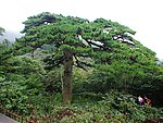 黑虎松