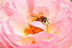 蜂蜜采蜜图