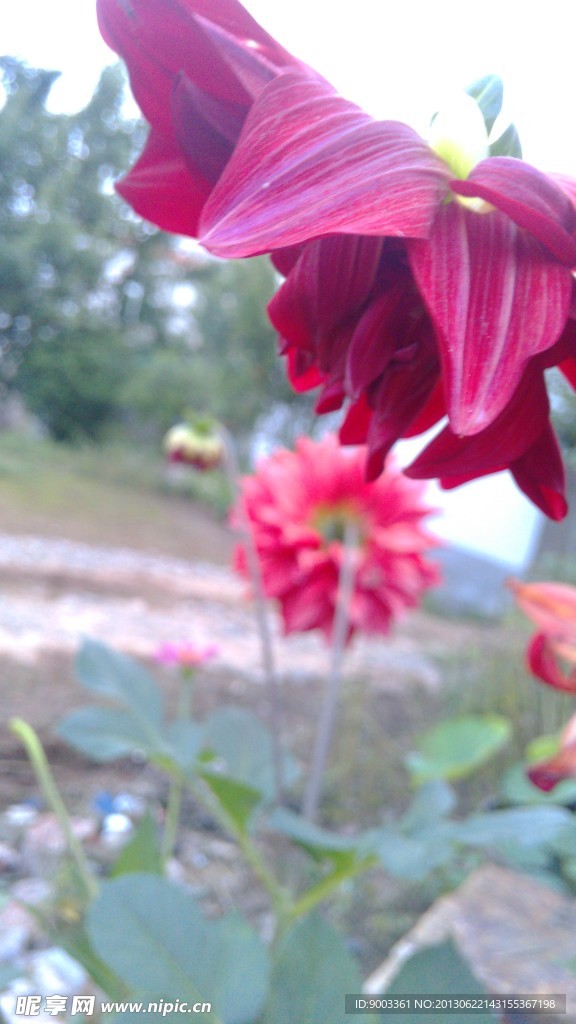 大丽花