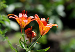 楼前百合花