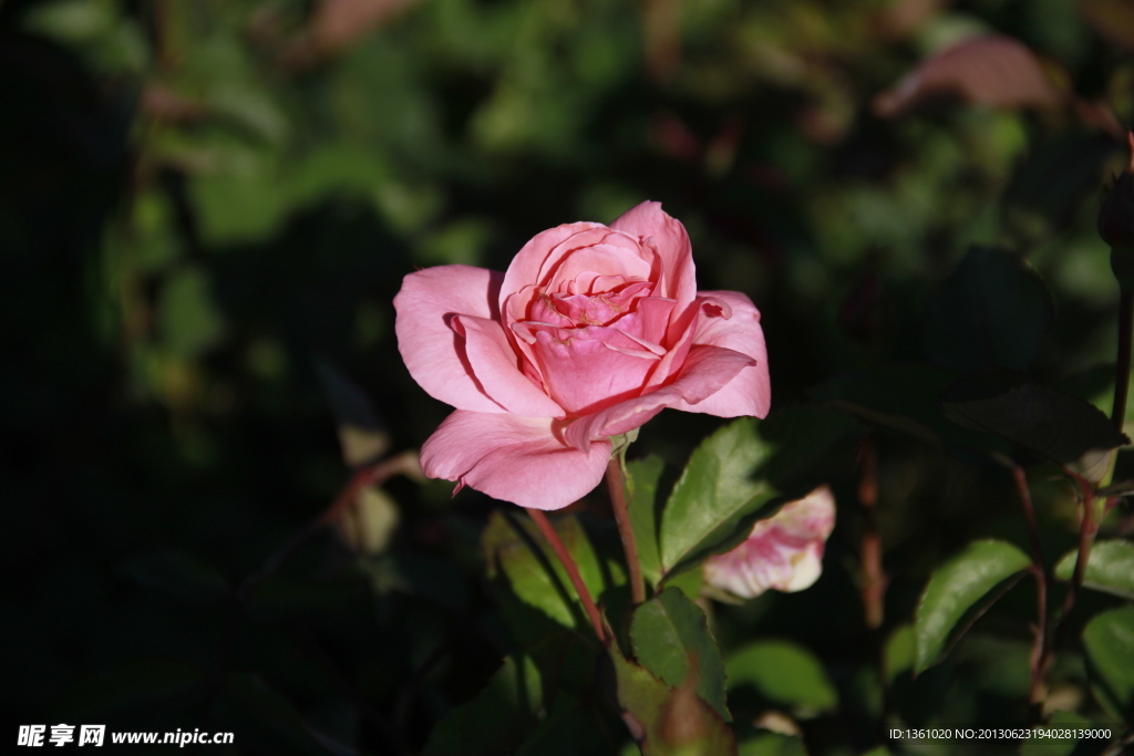玫瑰花