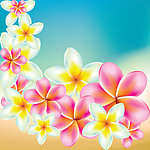 鲜花兰花