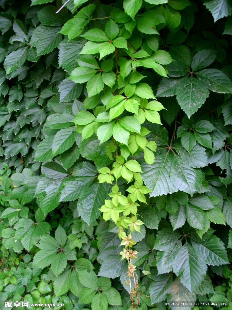 爬山虎