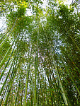 竹林