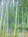 竹林