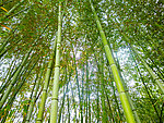 竹林