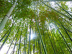 竹林
