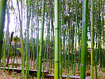 竹林