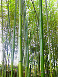竹林