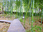 竹林
