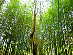 竹林