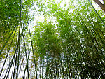 竹林