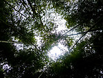 竹林