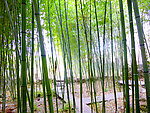竹林