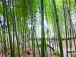 竹林