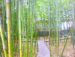 竹林