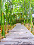 竹林小道