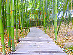竹林小路