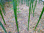 竹林