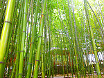 竹林