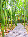 竹林小道