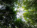 竹林
