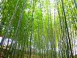 竹林
