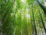 竹林