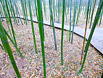 竹林