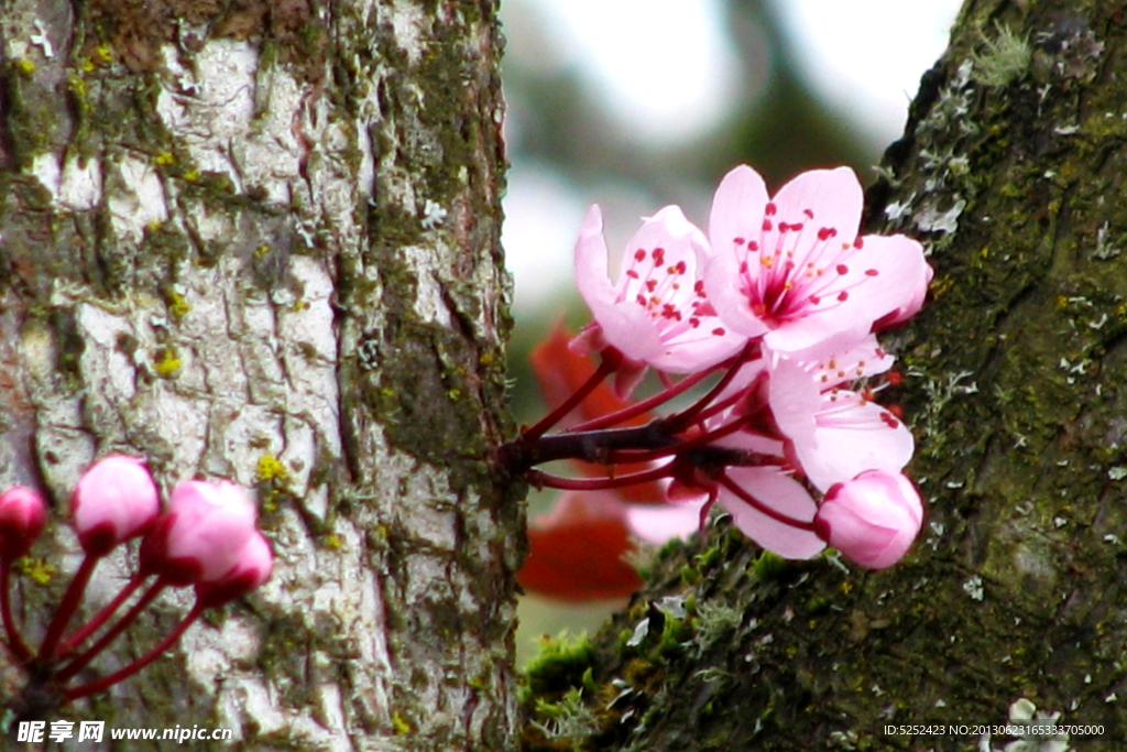 桃花